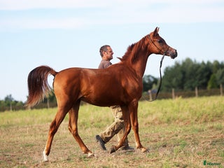 hästar i Storfors - Annons 17