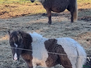 Allround hästar till salu: Underbar mini american föl. i Skara - Annons 2