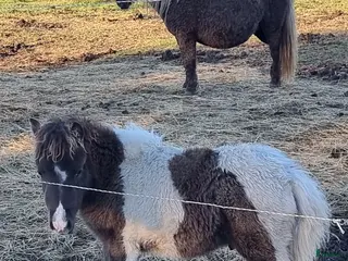 hästar Underbar mini american föl. i Skara - Annons 4