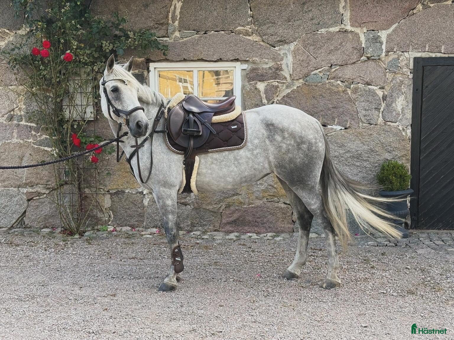  hästar  Fullstammad Connemara med härlig utstrålning - Annons 13