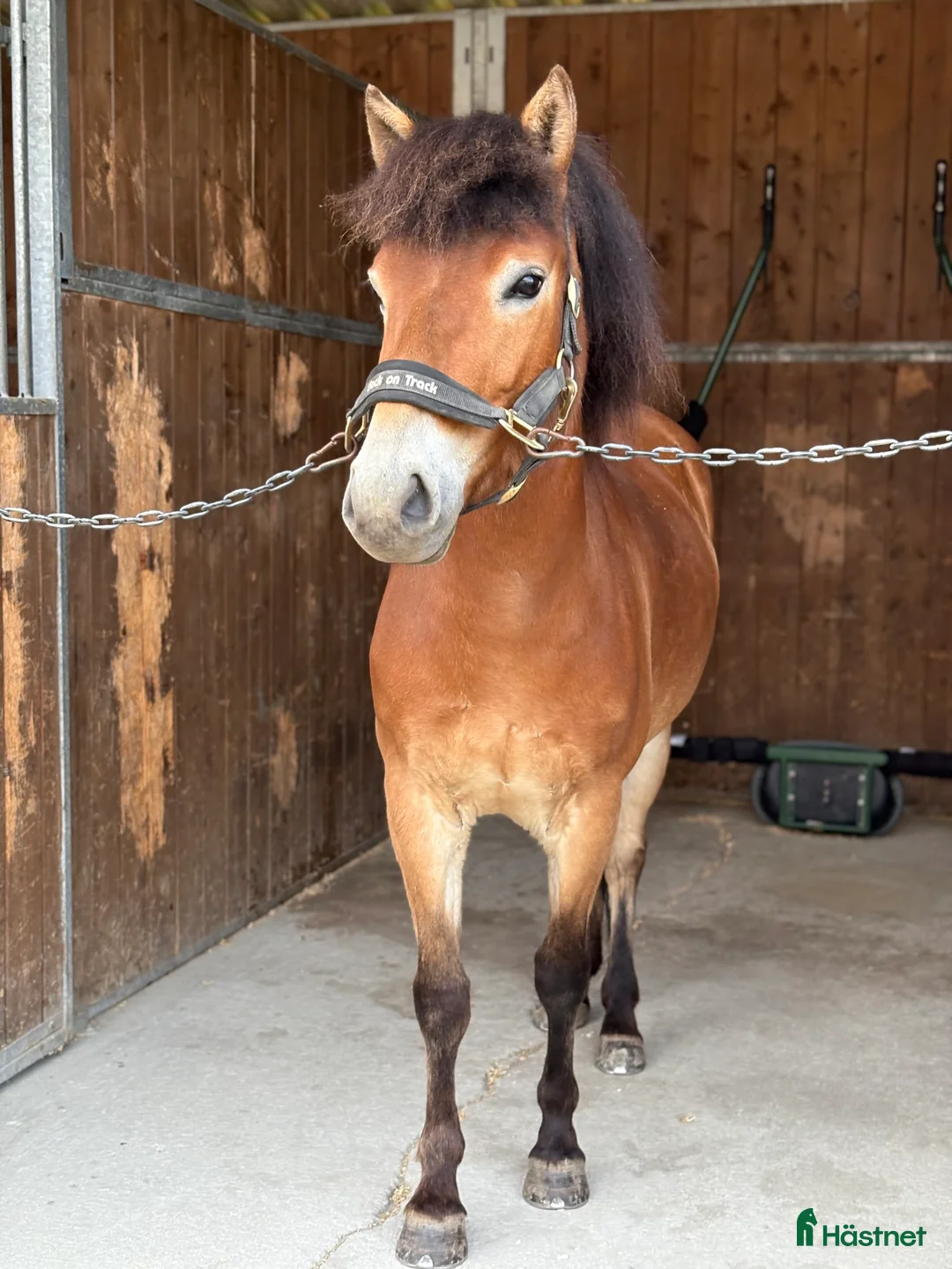Trav hästar till salu: Mysig ponnytravare - Annons 3