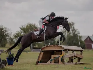 hästar Fälttävlan/hopphäst med hjärta av guld - Annons 1