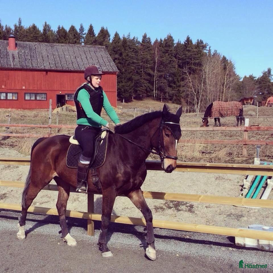  foderhäst Foder för senare köp i Nyköping - Annons 1