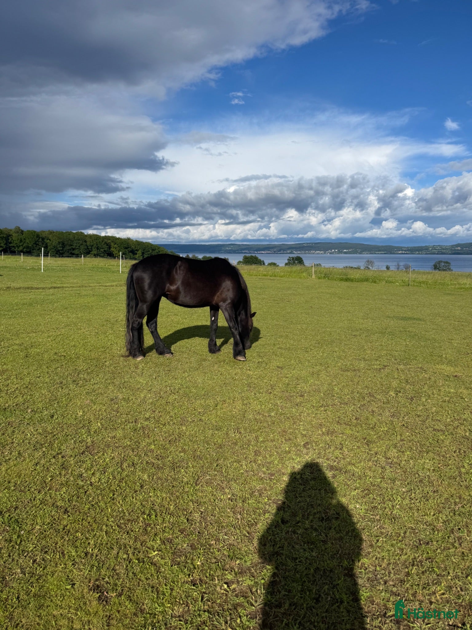  hästar Intressekoll vår fina Sota - Annons 2