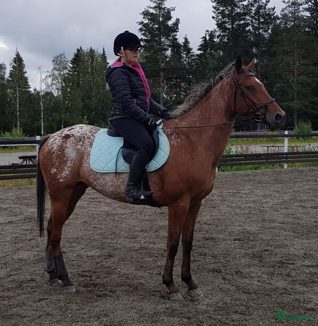  medryttarhäst sökes: Medryttarhäst sökes - Annons 1