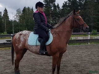 medryttarhäst sökes: Medryttarhäst sökes - Annons 1