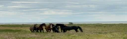  stallplats finnes: Sommarbete!  - Annons 2