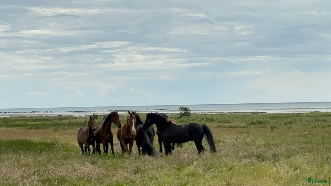  stallplats finnes: Sommarbete!  - Annons 2