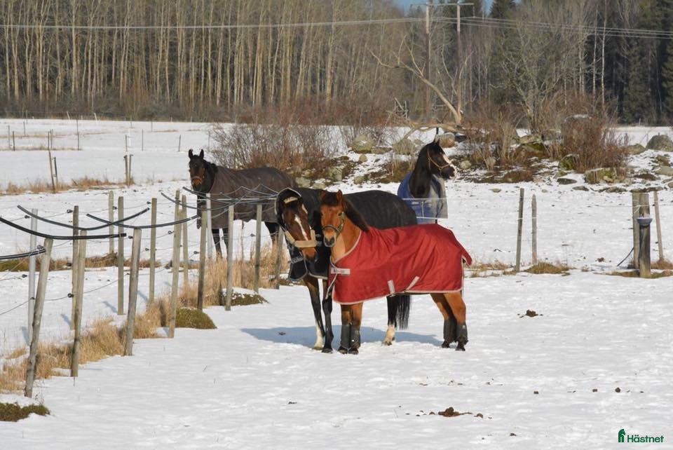  stallplats Stallplats i Upplands Väsby - Annons 17