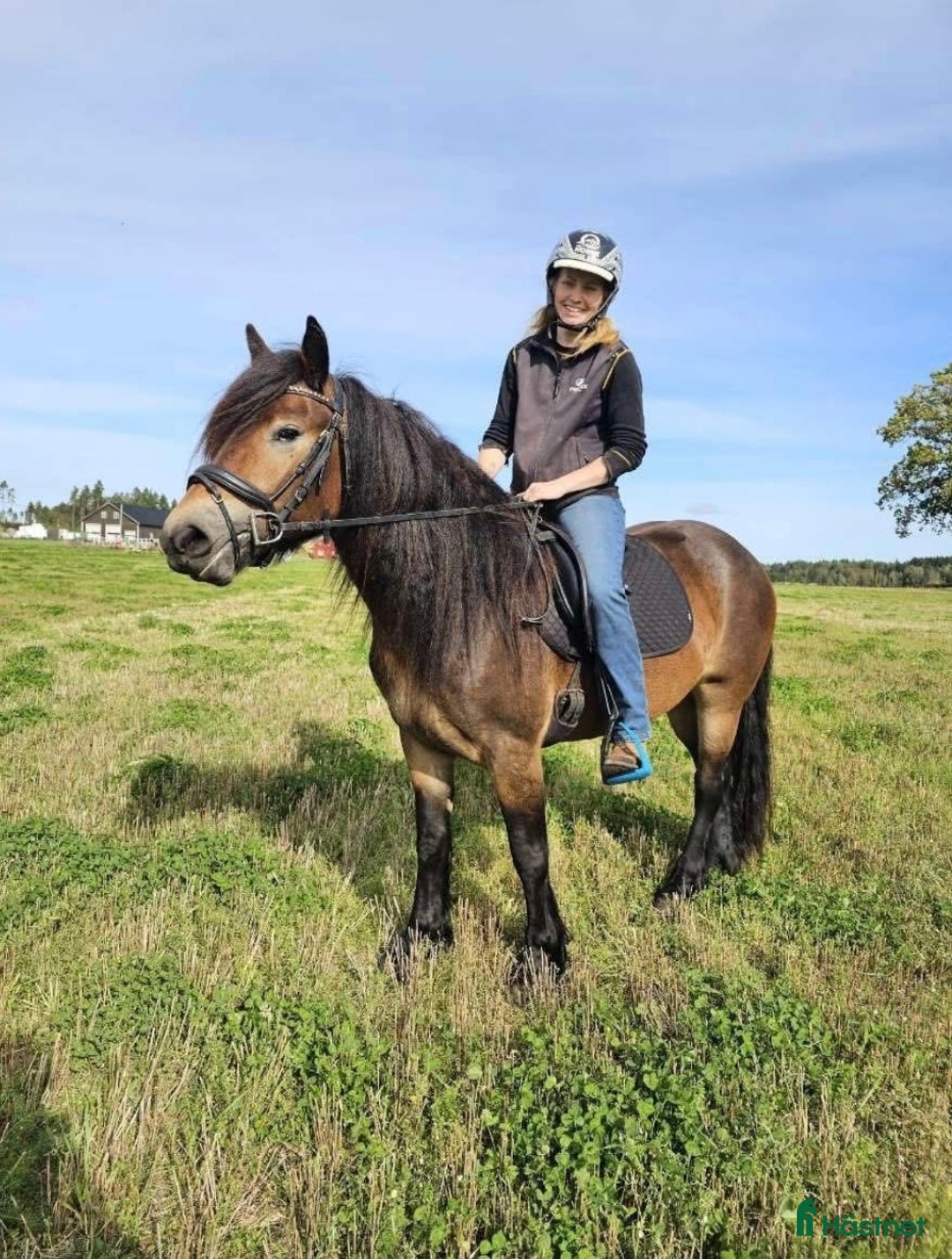 Körning hästar till salu: Norsk dølahoppe  i Tomter - Annons 2