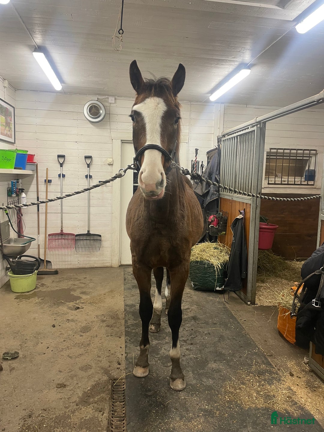 Dressyr hästar till salu: Charmig & snygg hingst -24 e. Racoon - Topaasch 🌟 i Saxdalen - Annons 6