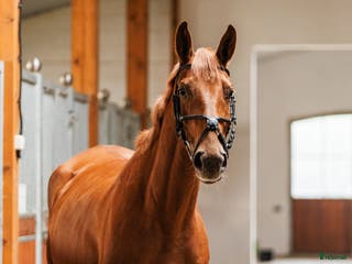 hästar Stunning mare for showjumping/ dressage/hobby - Annons 10