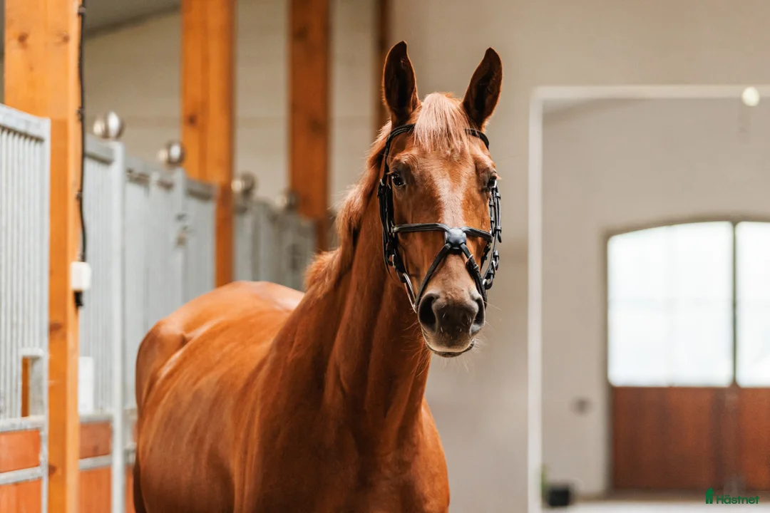 Allround hästar till salu: Stunning mare for showjumping/ dressage/hobby - Annons 2