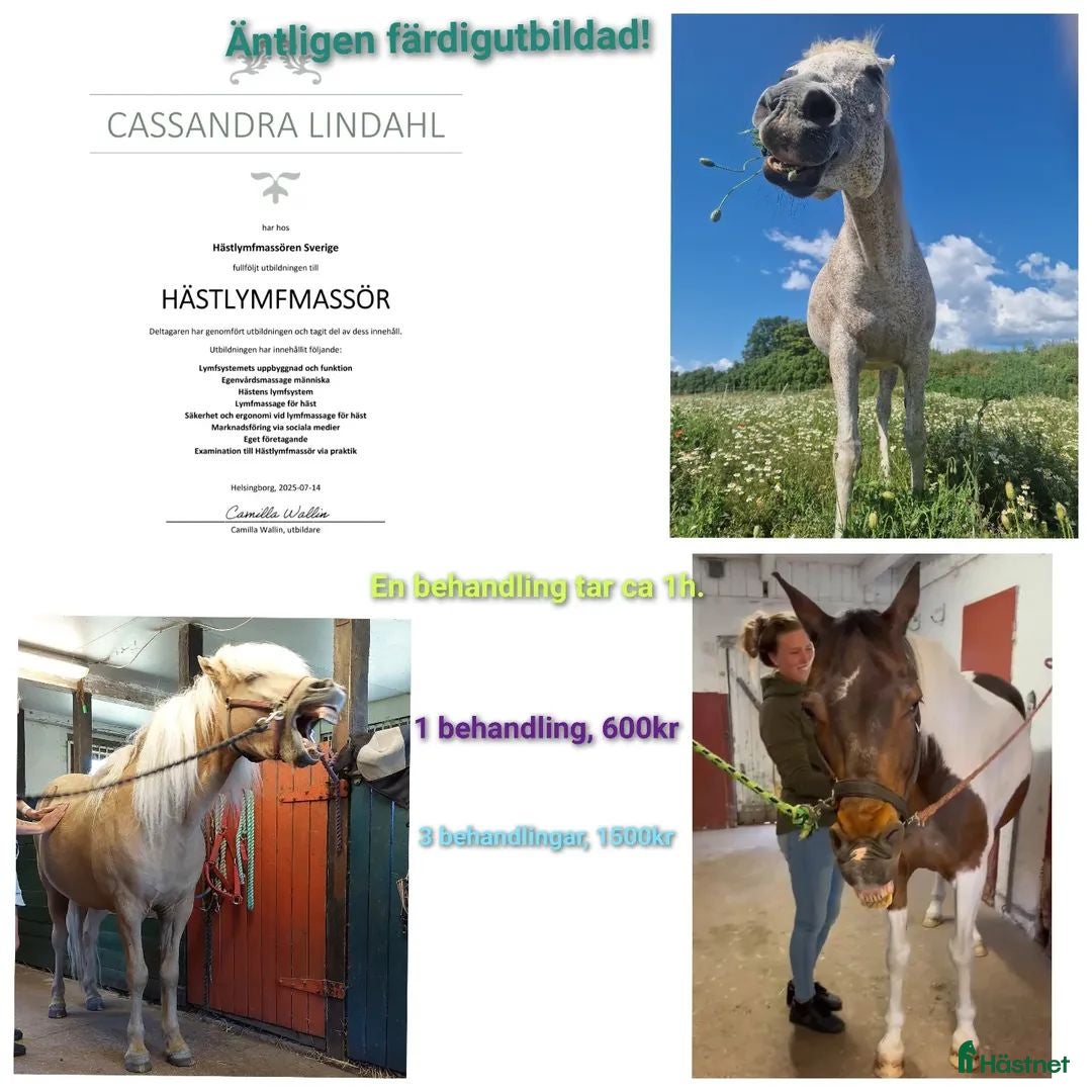  hästservice Hästlymfmassage i Vadstena - Annons 6