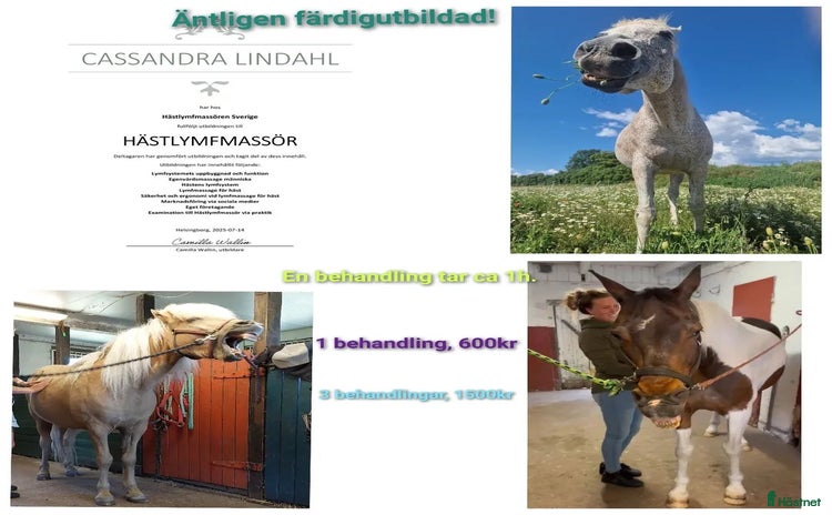  hästservice i Vadstena - Annons 15