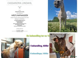 hästservice Hästlymfmassage i Vadstena - Annons 22