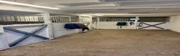 stallplats finnes: Hingstföl till lösdrift i Stockholm - Annons 3