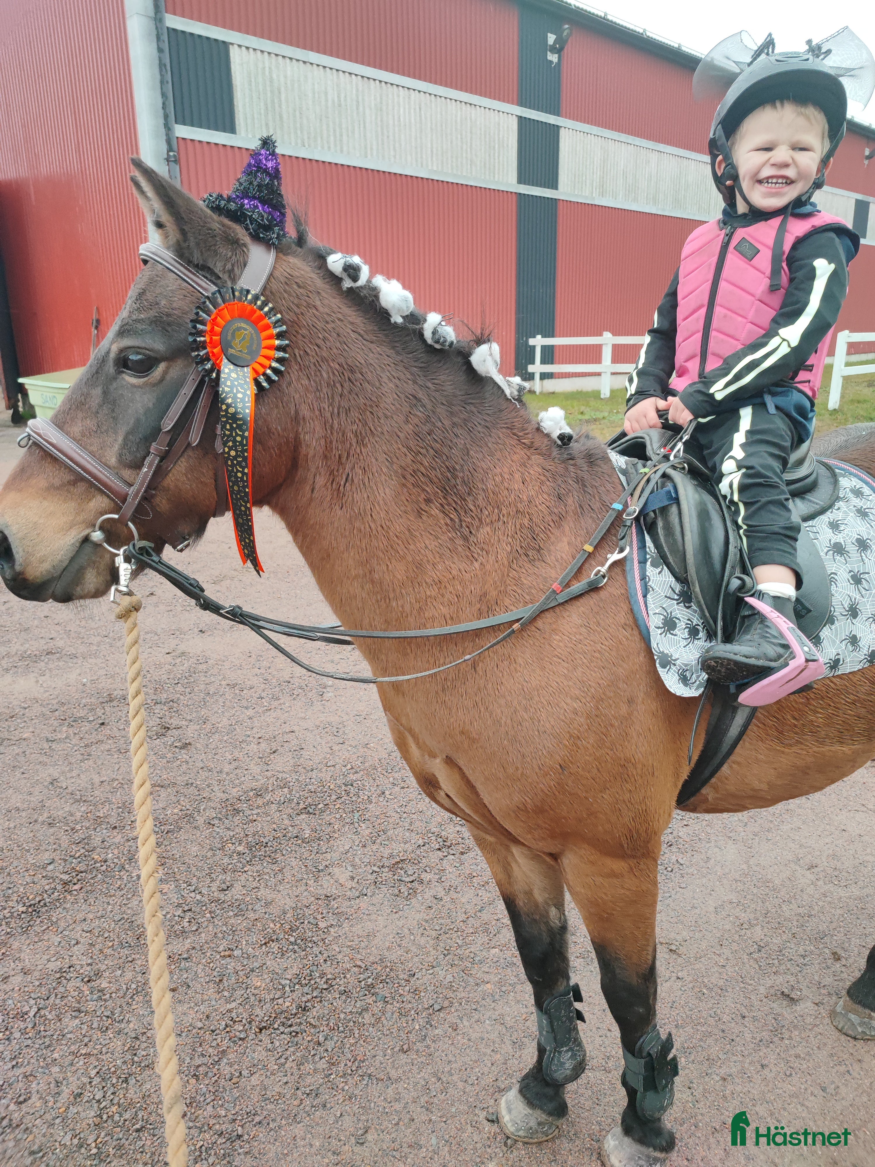  hästar Härligt Gotlandsruss  - Annons 1