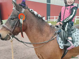 hästar Härligt Gotlandsruss - Annons 1