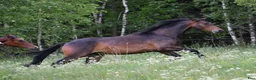 Dressyr hästar till salu: 2-åring med underbart temperament  - Annons 8