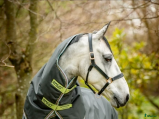 Täcken hästutrustning till salu: Horsewear amigo hero 145 i Eslöv - Annons 24