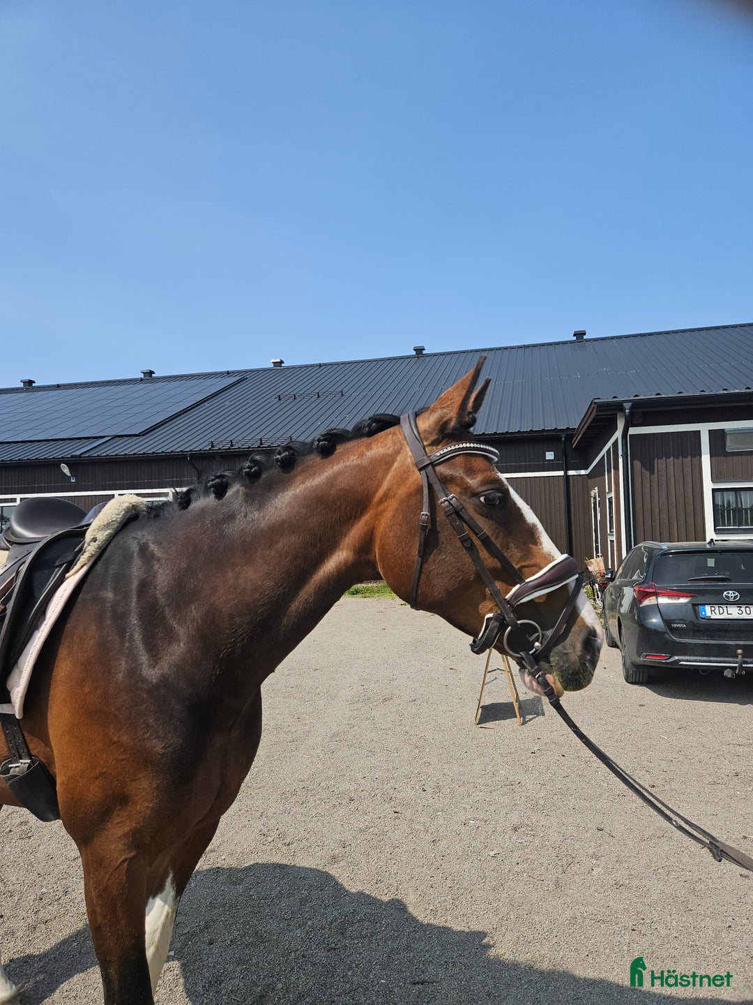  medryttarhäst finnes: Trevlig unghäst söker rutinerad vuxen medryttare i Björklinge - Bild 4