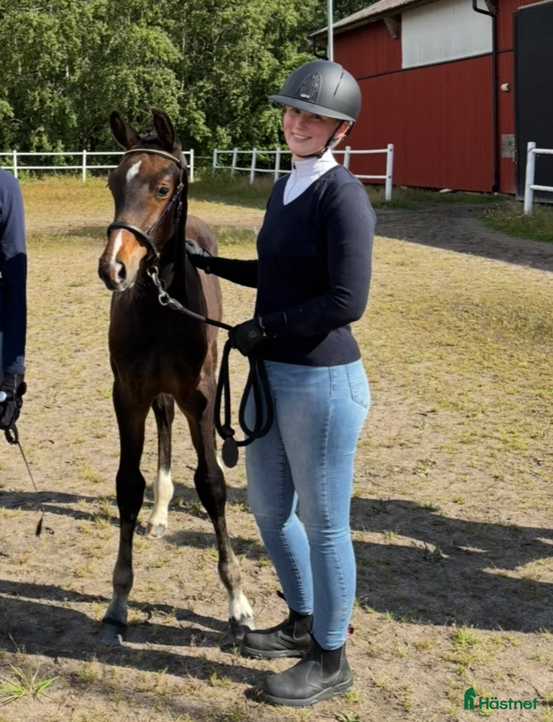 Dressyr hästar till salu: Mycket socialt sto söker nytt hem!  i Lidköping - Annons 4