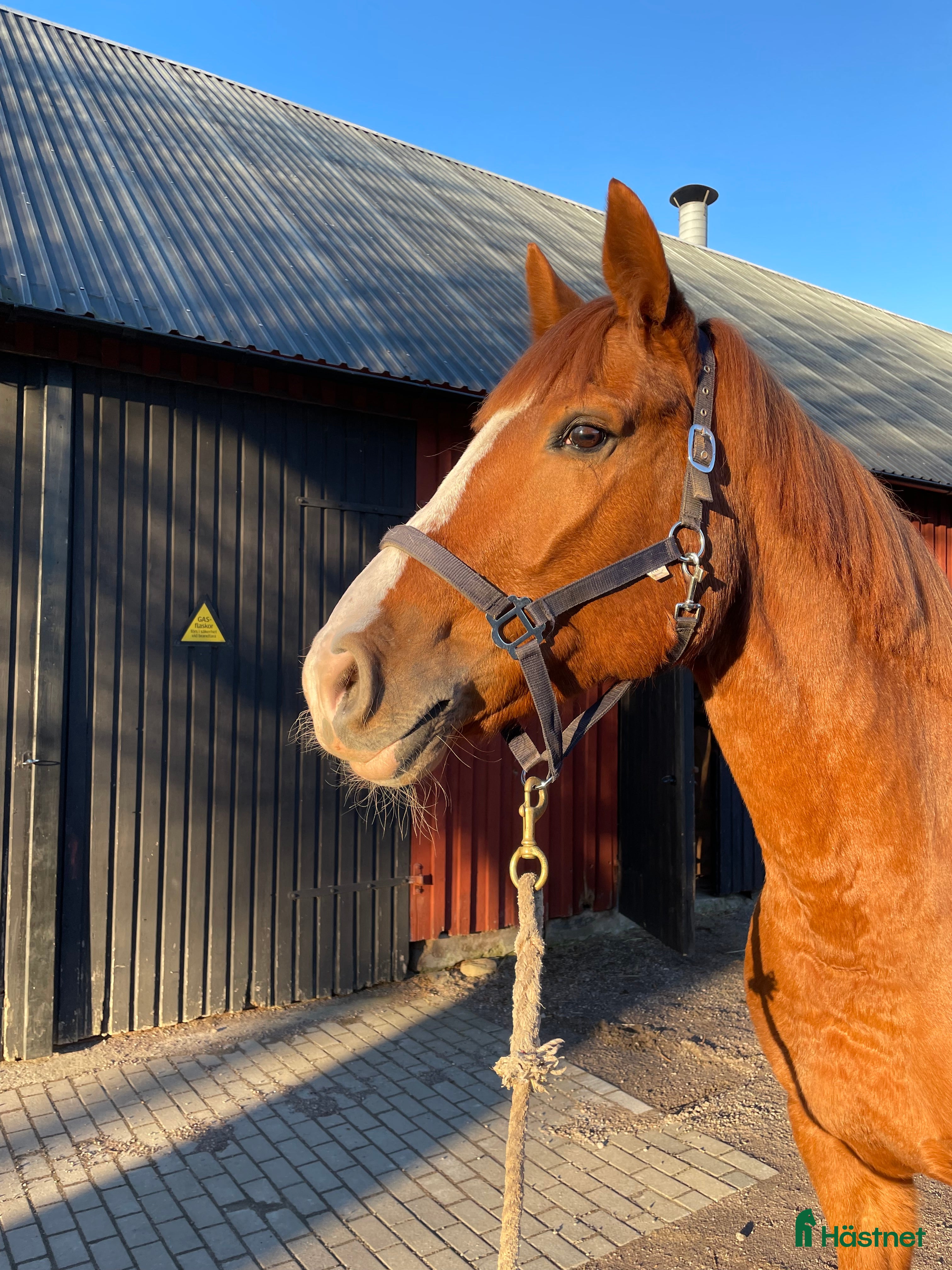  hästar Trevligt halvblodsto för avel eller ridning i Vinslöv - Annons 13