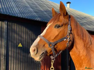 hästar Trevligt halvblodsto för avel eller ridning i Vinslöv - Annons 13