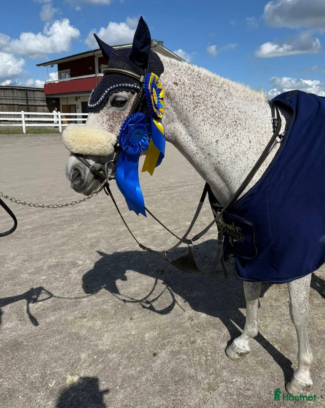 Allround hästar till salu: Fin C ponny!  i Tungelsta - Annons 2