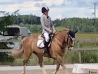 hästservice Inridning / tillridning / tävling - Annons 2