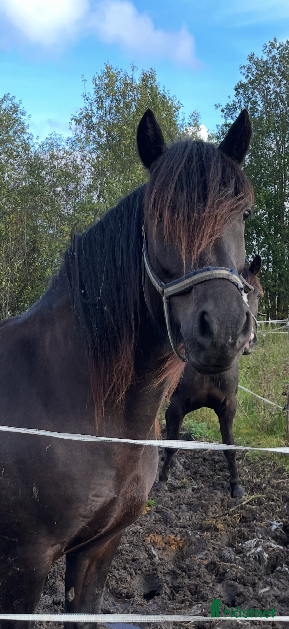 hästar Rolig kompis! i Hamrångefjärden - Annons 18