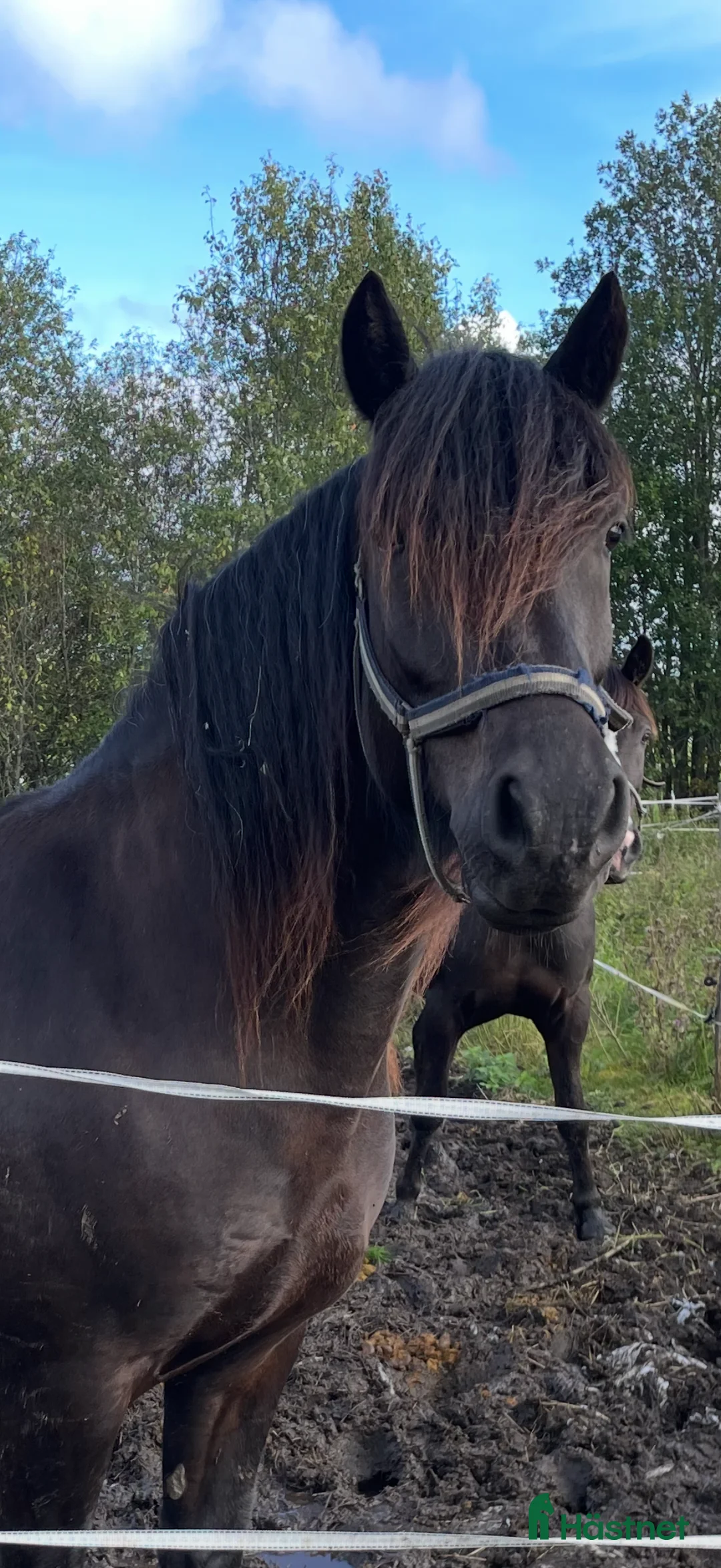 Allround hästar till salu: Rolig kompis! i Hamrångefjärden - Annons 1