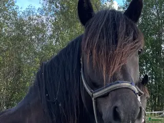 hästar Rolig kompis! i Hamrångefjärden - Annons 18