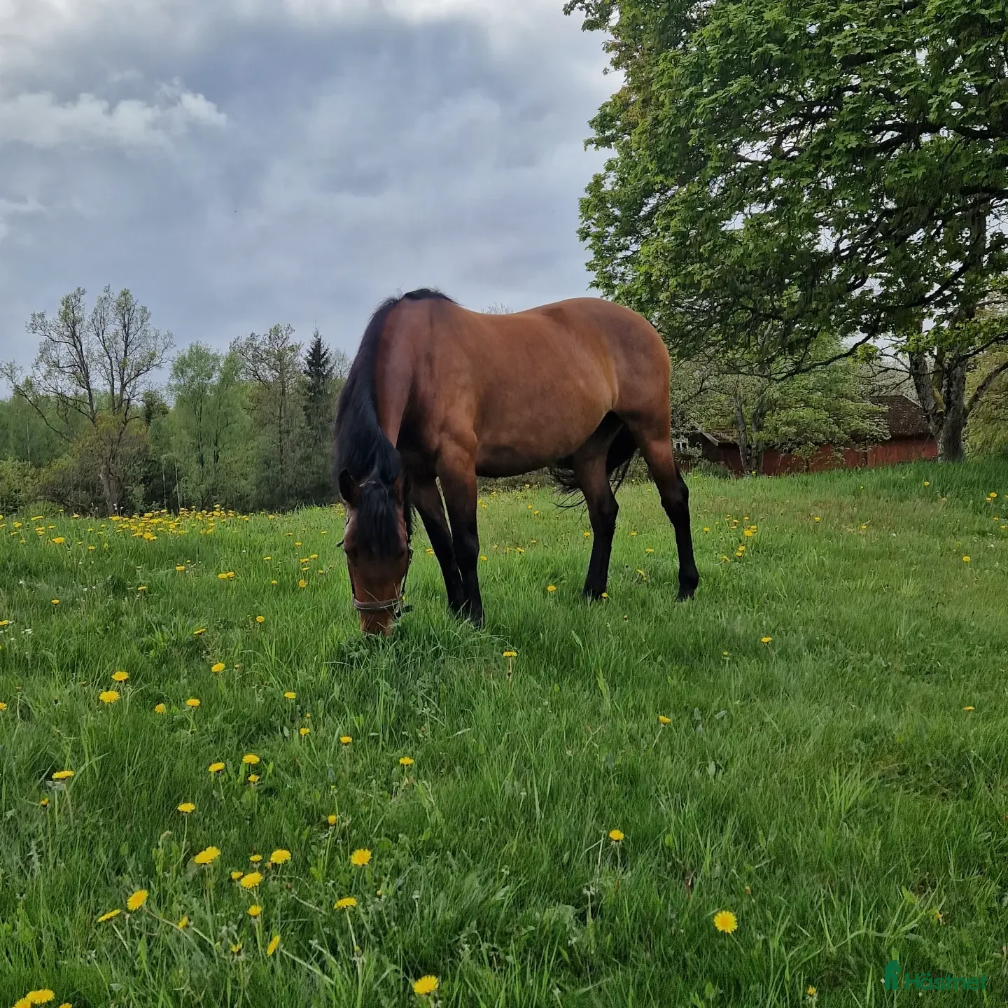  hästar PRE / SWB - Annons 2