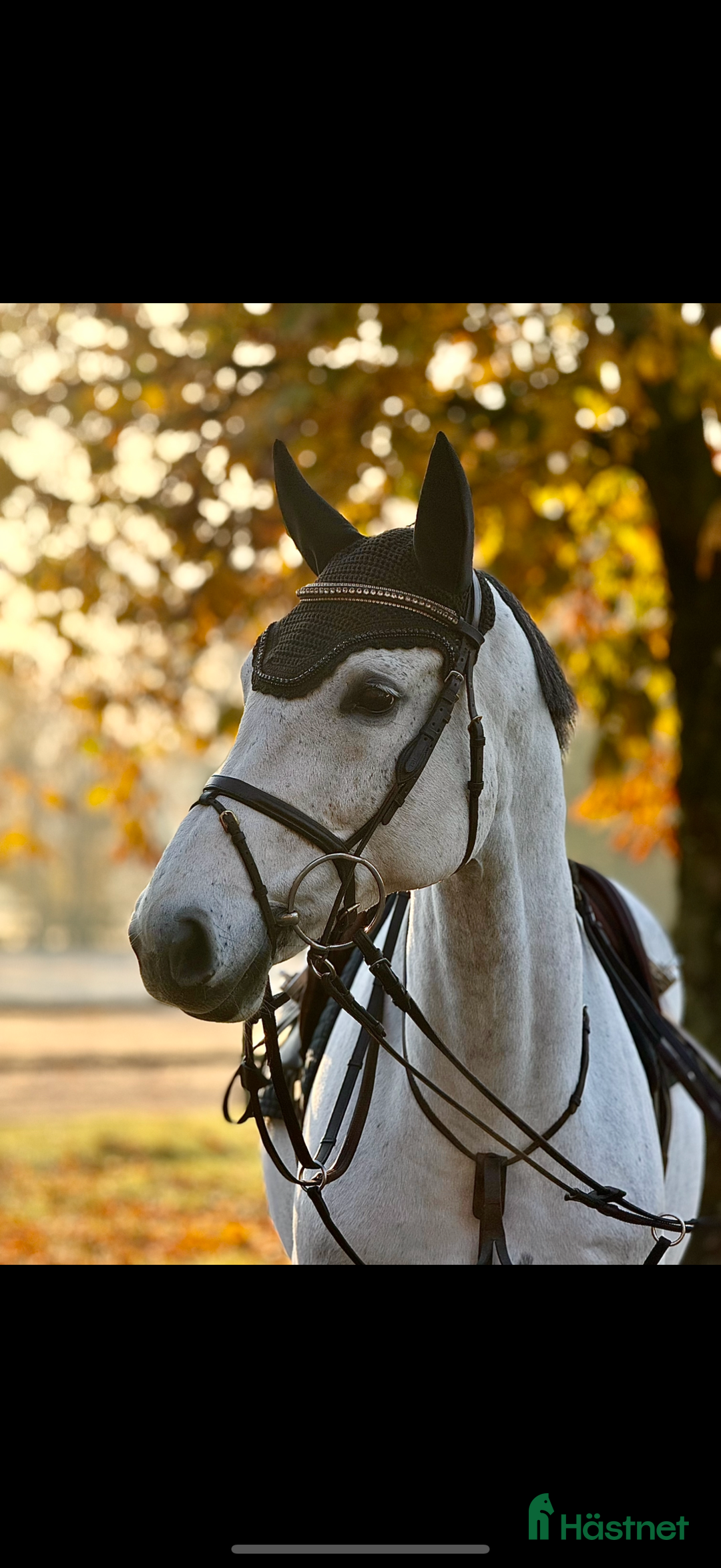 Hoppning hästar till salu: Fint Hoppsto i Skurup - Annons 1
