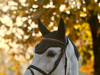 Hoppning hästar till salu: Fint Hoppsto i Skurup - Annons 1