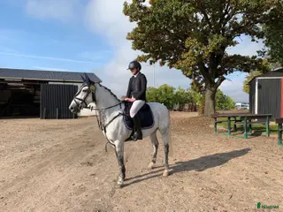 hästar Klinikbesiktigad 260127 ua - Annons 1