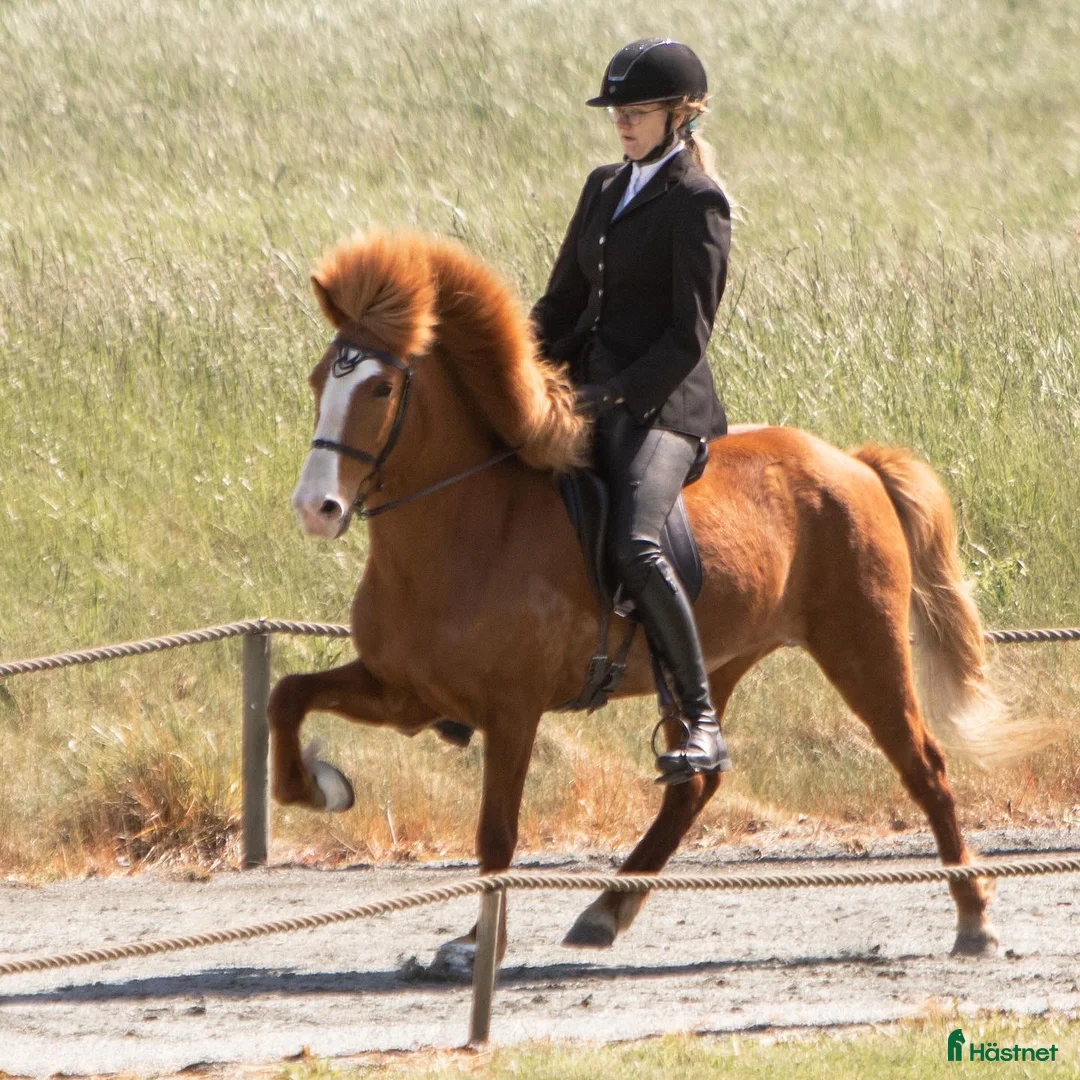 Island hästar till salu: Verdens gladeste hoppe der altid giver 100% - Annons 5