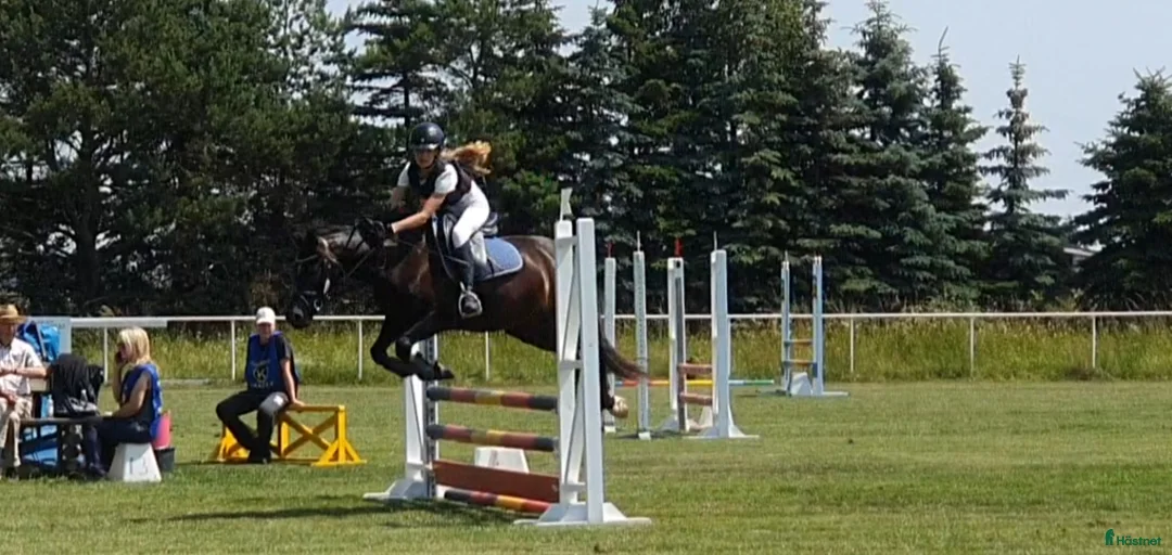 Hoppning hästar till salu: Ponny med härlig personlighet söker ny bästa vän i Malmö - Annons 14