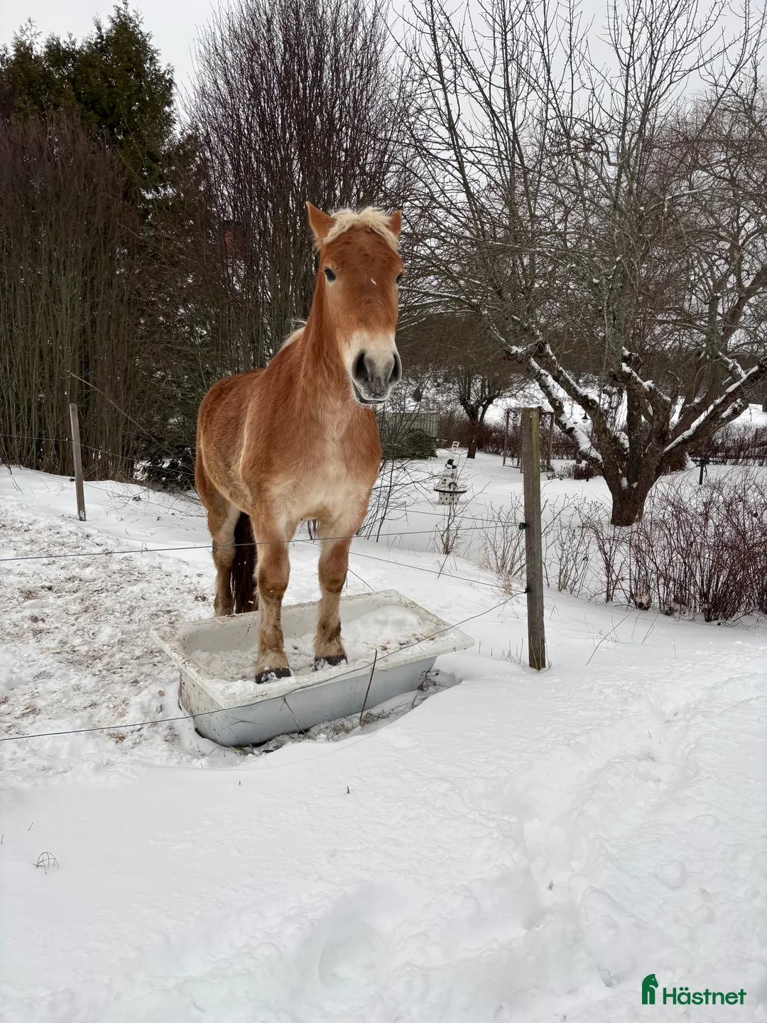Körning hästar till salu: Ardenner valack  i Åtvidaberg - Annons 2