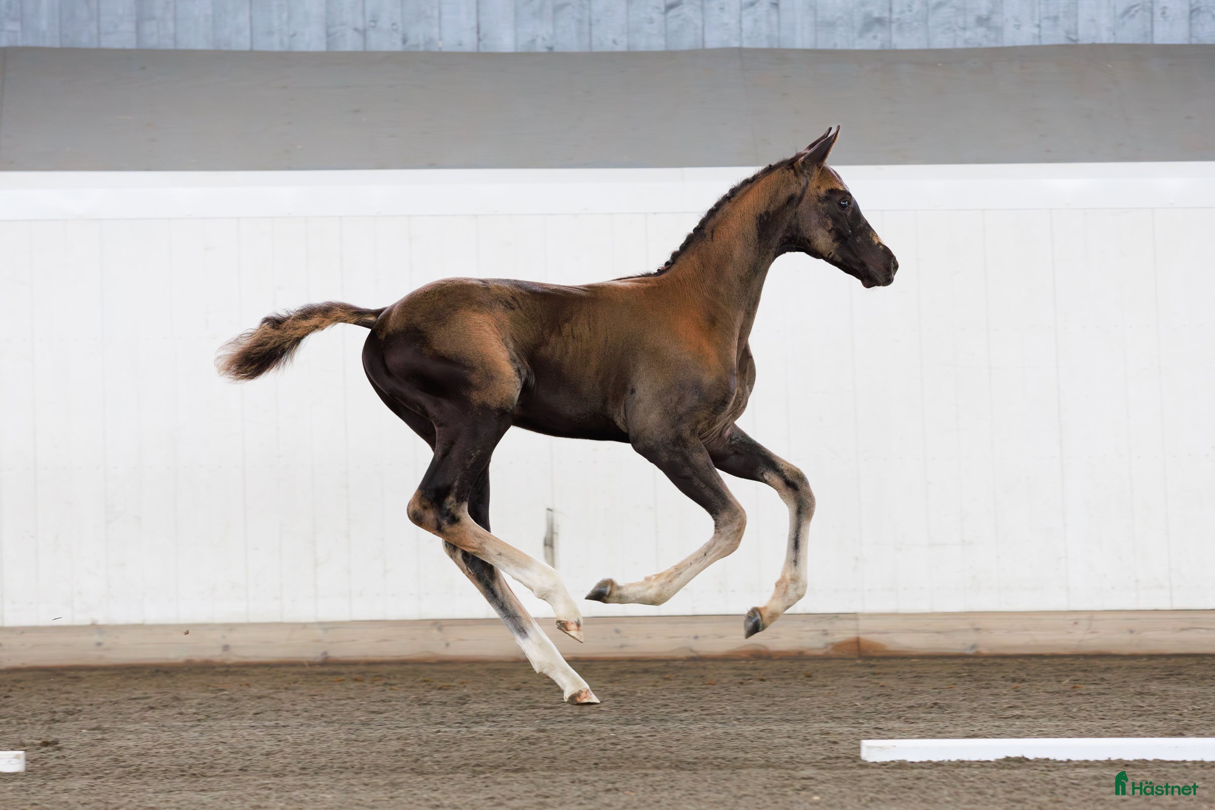  hästar Magiskt vacker kille e: Hometown - Annons 2