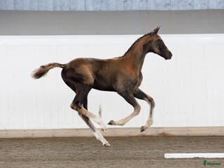 hästar Magiskt vacker kille e: Hometown - Annons 15