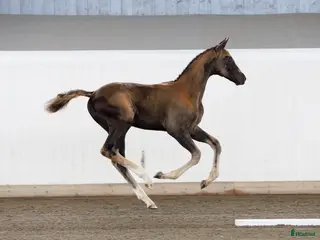 hästar Magiskt vacker kille e: Hometown - Annons 2