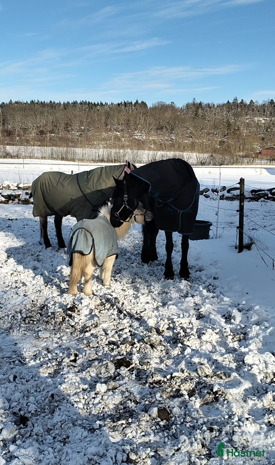 Allround hästar till salu: Världens bästa Mickie i Veddige - Annons 2