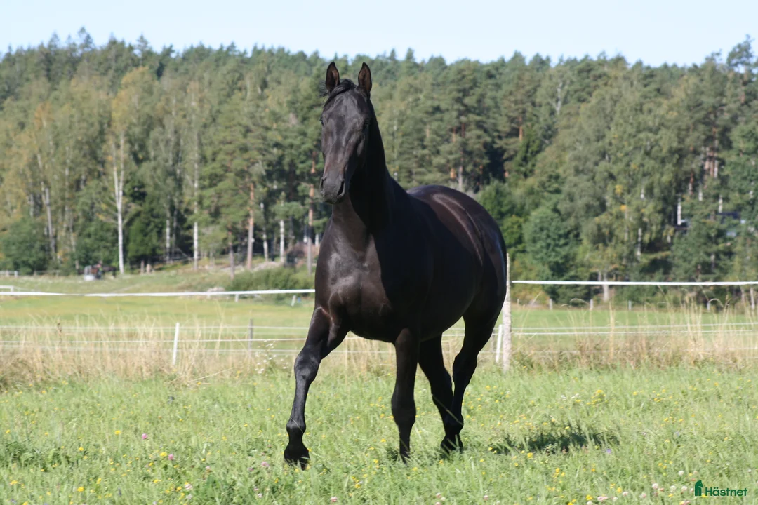 Dressyr hästar till salu: Talang redo att sätta igång efter BH Hotline! - Annons 7