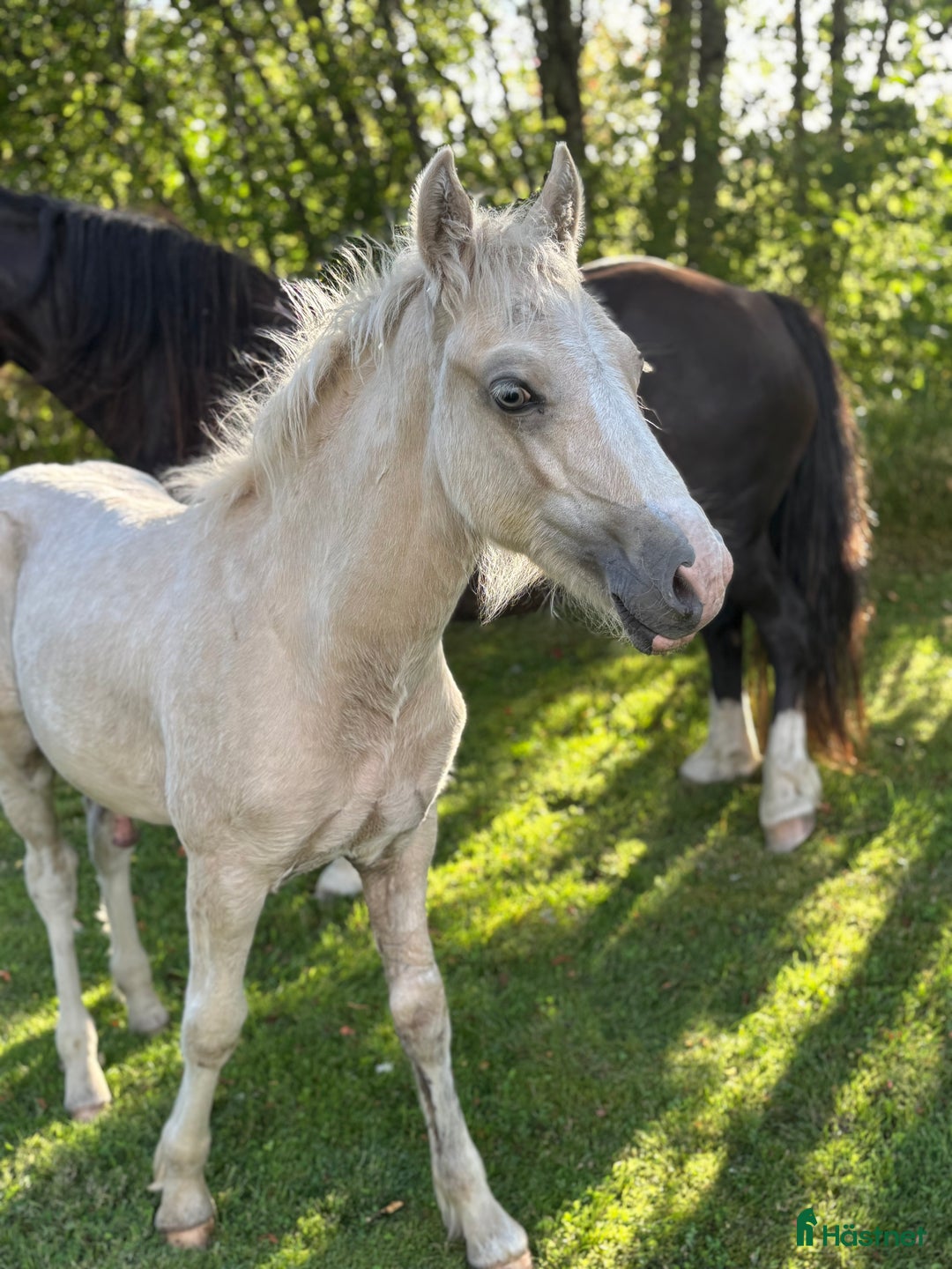 Allround hästar till salu: Söt som socker❤️ i Kalv - Annons 3