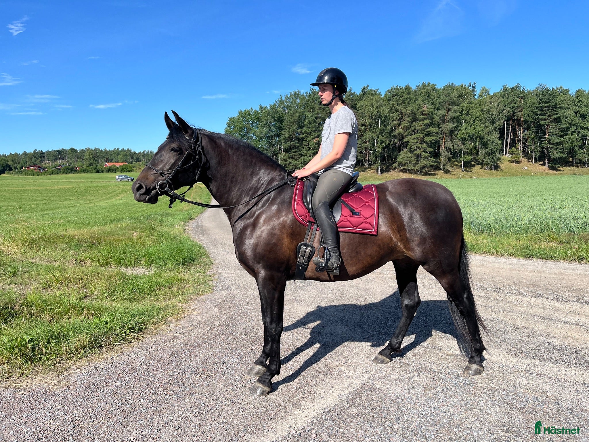  medryttarhäst finnes: Delfodervärd sökes till Duchess 🐴 - Annons 6