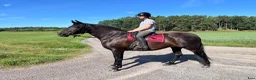 medryttarhäst finnes: Delfodervärd sökes till Duchess 🐴 - Annons 1