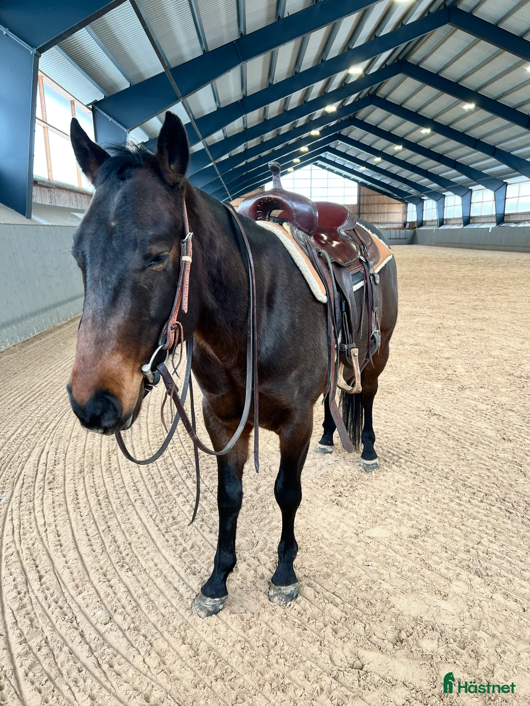 Western hästar till salu: Snäll quartervalack - Annons 2